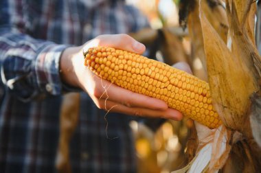 corncobs üzerinde denetimi alanında çiftçi.