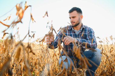 Agronomist tarlada yetişen soya fasulyesi ekinlerini inceliyor. Tarım üretim konsepti. Genç tarımcı yazın tarlada soya fasulyesi mahsulünü inceliyor. Soya tarlasında çiftçi
