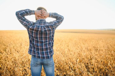 Agronomist tarlada yetişen soya fasulyesi ekinlerini inceliyor. Tarım üretim konsepti. Genç tarımcı yazın tarlada soya fasulyesi mahsulünü inceliyor. Soya tarlasında çiftçi
