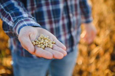 Çiftçinin el olgun soya pod ekili alana tutarak, yakın çekim