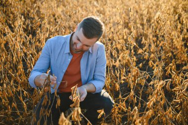 Agronomist tarım tarlasında soya fasulyesi hasadını teftiş ediyor - tarım kavramı - çiftlik soya fasulyesi tarlasında çiftçi