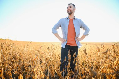 Agronomist tarım tarlasında soya fasulyesi hasadını teftiş ediyor - tarım kavramı - çiftlik soya fasulyesi tarlasında çiftçi