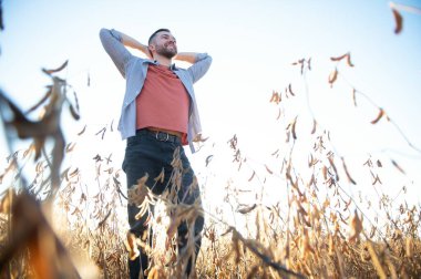 Bir çiftçi soya fasulyesi tarlasını inceliyor. Hasat konsepti.