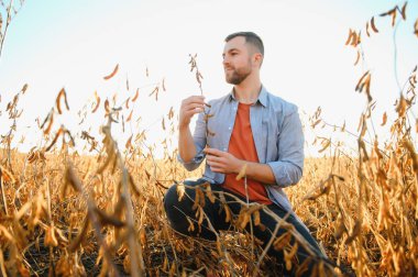 Agronomist tarlada yetişen soya fasulyesi ekinlerini inceliyor. Tarım üretim konsepti. Genç tarımcı yazın tarlada soya fasulyesi mahsulünü inceliyor. Soya tarlasında çiftçi
