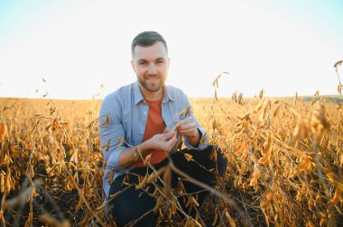 Agronomist tarım tarlasında soya fasulyesi hasadını teftiş ediyor - tarım kavramı - çiftlik soya fasulyesi tarlasında çiftçi
