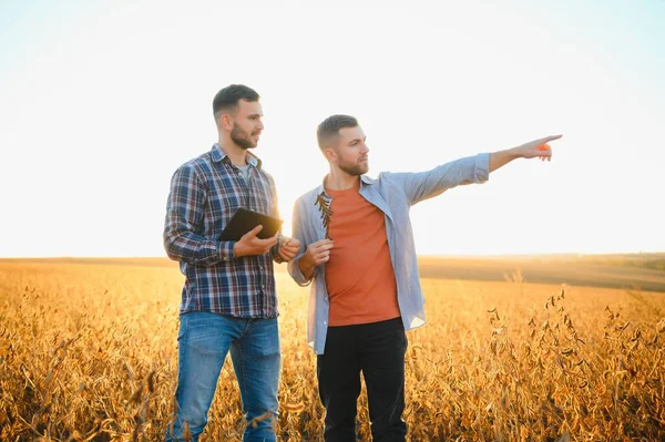 Två Jordbrukare Som Står Åker Och Undersöker Sojabönsodling Före Skörd — Stockfoto
