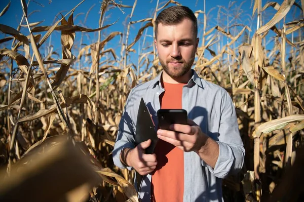 Muž Prohlíží Kukuřičné Pole Hledá Škůdce Úspěšný Zemědělský Zemědělský Podnik — Stock fotografie
