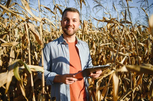 Agronómus Ellenőrzése Kukorica Készen Áll Betakarítás Mezőgazdasági Termelő Portréja — Stock Fotó