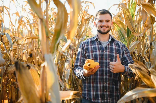 corncobs üzerinde denetimi alanında çiftçi.