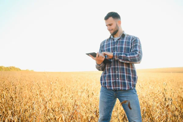 Ein Bauer Inspiziert Ein Sojabohnenfeld Das Konzept Der Ernte — Stockfoto
