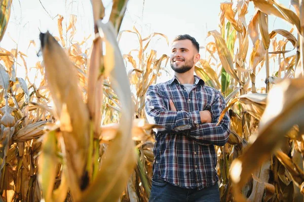 農業はトウモロコシ収穫の準備ができているかどうか確認します 農夫の肖像 — ストック写真