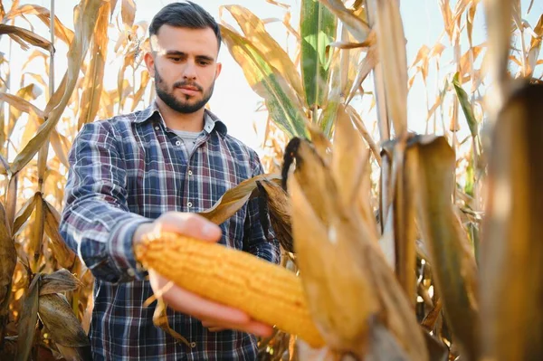 一个人检查玉米地 寻找害虫 成功的农民和农产企业 — 图库照片