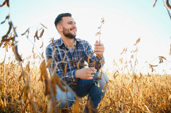 stock image Agronomist inspecting soya bean crops growing in the farm field. Agriculture production concept. young agronomist examines soybean crop on field in summer. Farmer on soybean field