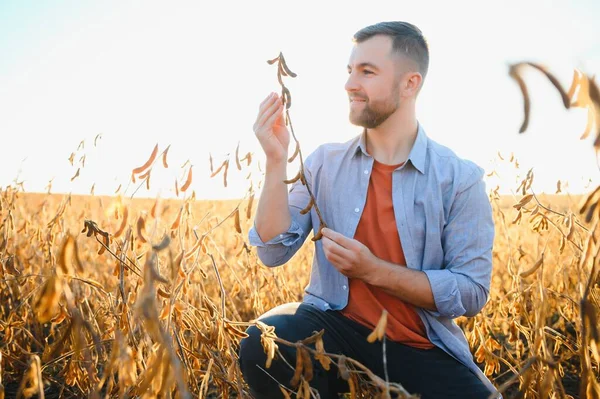 stock image A farmer inspects a soybean field. The concept of the harvest.