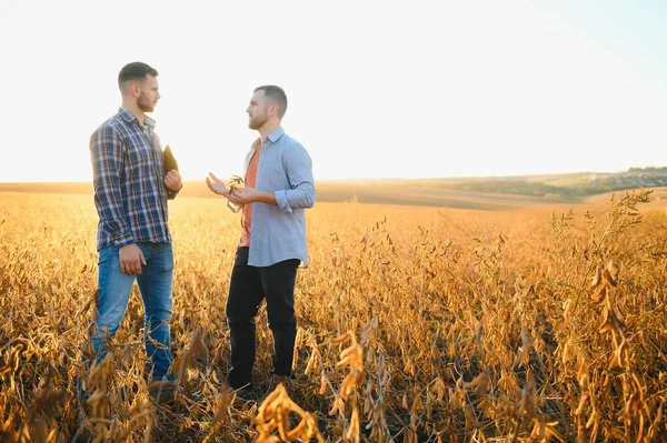 stock image Two farmers standing in a field examining soybean crop before harvesting