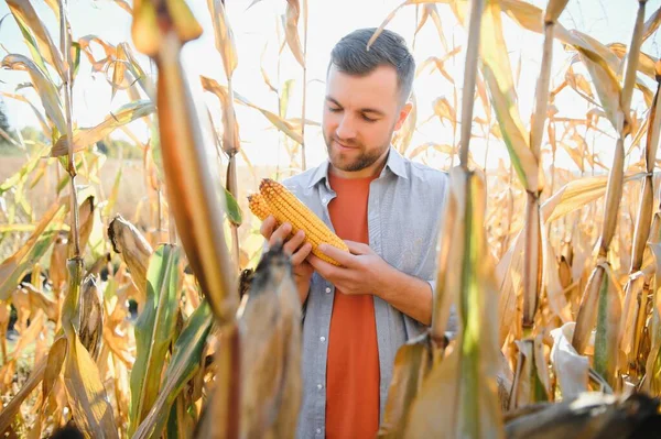 Agronom Kontrola Kukuřice Připraven Sklizeň Portrét Farmář — Stock fotografie