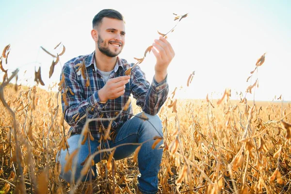 Farmer Inspects Soybean Field Concept Harvest — Stock Photo, Image