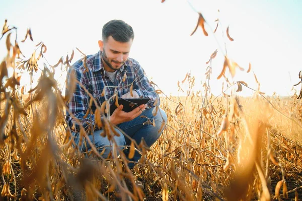农艺师检查农田里种植的大豆作物 农业生产概念 年轻的农学家在夏天田里研究大豆作物 大豆田里的农民 — 图库照片