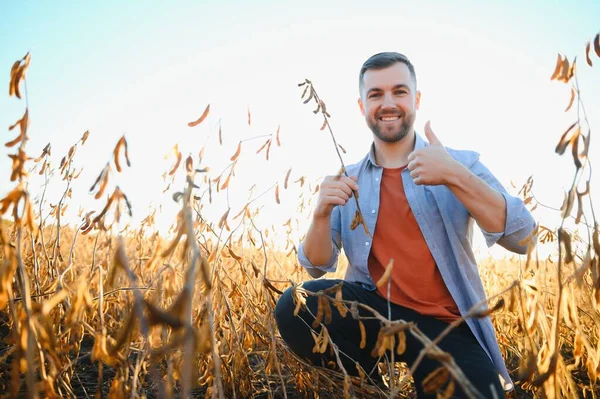 Γεωπόνος Επιθεωρεί Τις Καλλιέργειες Σόγιας Στο Γεωργικό Τομέα Agro Concept — Φωτογραφία Αρχείου