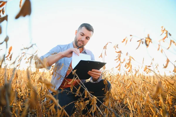 一个农民在视察一块大豆田 收获的概念 — 图库照片