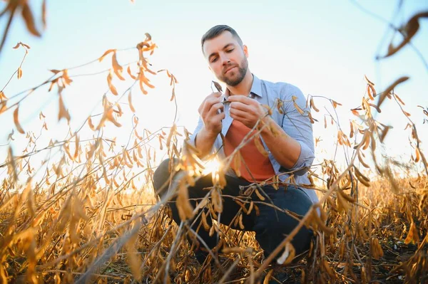 Mezőgazdasági Területen Termesztett Szójababot Vizsgáló Mezőgazdasági Szakember Mezőgazdasági Termelési Koncepció — Stock Fotó