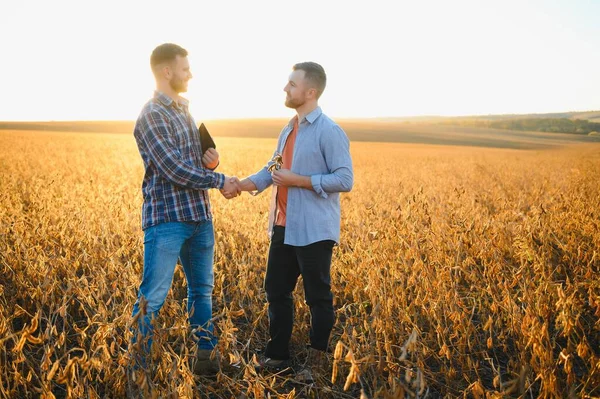 Two Farmers Field Examining Soy Crop Sunset — Stock Photo, Image