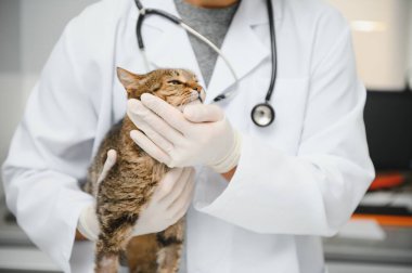 Doktor hasta bir kediyi muayene ediyor. Veteriner kliniği konsepti. Hayvanlara, sağlığa ve evcil hayvanlara yönelik tedavi hizmetleri