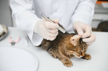 Kedi bir veteriner kliniğinde kontrol veteriner Doktor.