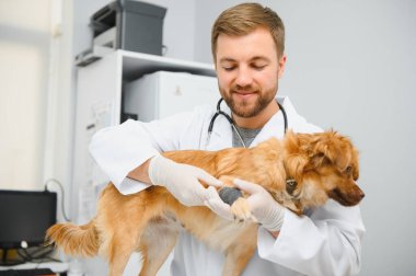 köpek veteriner Kliniği
