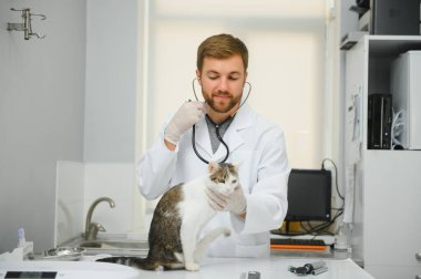 Veteriner, veteriner kliniğindeki randevusu sırasında steteskoplu bir kediyi dinliyor..