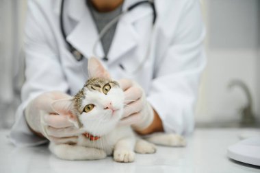 Yakışıklı genç veteriner holding kedi kliniğinde.