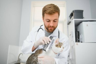 Kedi bir veteriner kliniğinde kontrol veteriner Doktor.