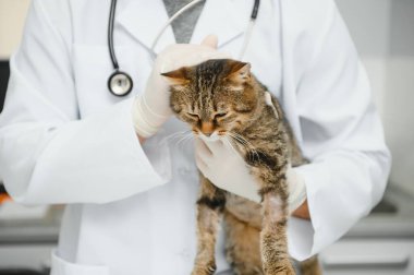 Kedi bir veteriner kliniğinde kontrol veteriner Doktor.