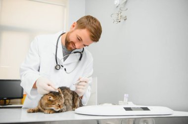 Kedi bir veteriner kliniğinde kontrol veteriner Doktor.