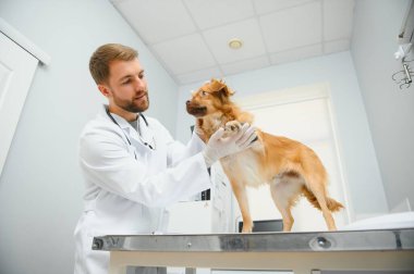 En iyi hastam. İş üniformalı neşeli erkek veteriner bir köpek tutuyor ve veteriner kliniğinde dururken gülümsüyor.