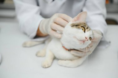 Kedi bir veteriner kliniğinde kontrol veteriner Doktor.