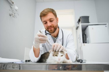Kedi bir veteriner kliniğinde kontrol veteriner Doktor.
