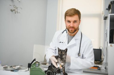 Veteriner kliniğinin muayene masasındaki kedi. Veteriner bakımı. Veteriner doktor ve kedi.