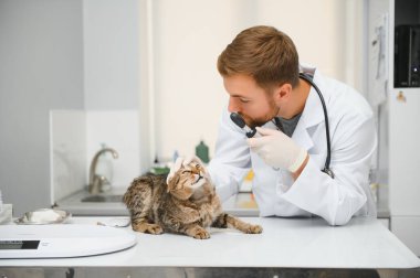 Kedi bir veteriner kliniğinde kontrol veteriner Doktor.