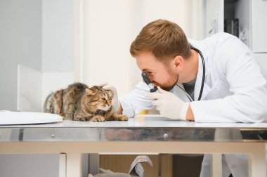 Kedi bir veteriner kliniğinde kontrol veteriner Doktor.