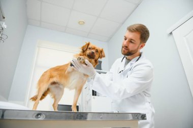 mutlu veteriner Kliniği köpek incelenmesi.