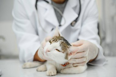 Kedi bir veteriner kliniğinde kontrol veteriner Doktor.