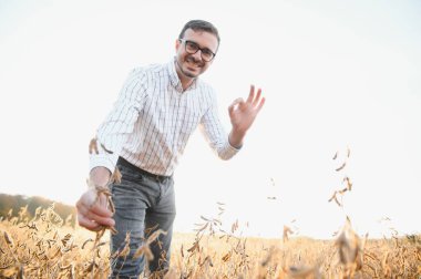 Soya tarlasında dikilen çiftçi gün batımında mahsulü inceliyor.