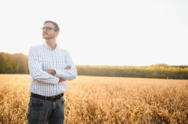 Agronomist tarım tarlasında soya fasulyesi hasadını teftiş ediyor - tarım kavramı - çiftlik soya fasulyesi tarlasında çiftçi.