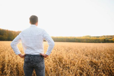 Soya tarlasında dikilen çiftçi gün batımında mahsulü inceliyor.