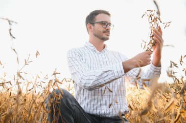 Agronomist tarım tarlasında soya fasulyesi hasadını teftiş ediyor - tarım kavramı - çiftlik soya fasulyesi tarlasında çiftçi.