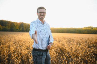 Agronomist tarım tarlasında soya fasulyesi hasadını teftiş ediyor - tarım kavramı - çiftlik soya fasulyesi tarlasında çiftçi.