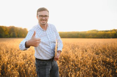 Soya tarlasında dikilen çiftçinin portresi gün batımında mahsulü inceliyor.