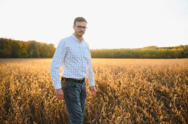 Agronomist tarım tarlasında soya fasulyesi hasadını teftiş ediyor - tarım kavramı - çiftlik soya fasulyesi tarlasında çiftçi.