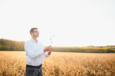 Soya tarlasında dikilen çiftçinin portresi gün batımında mahsulü inceliyor.